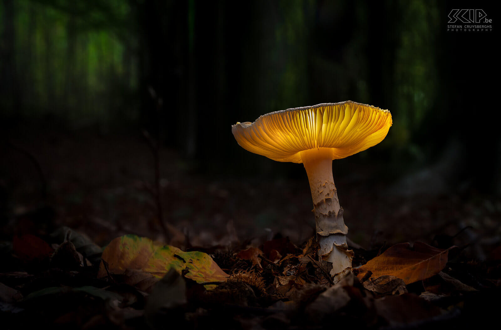 Gloeiende paddenstoelen Als ik 's avonds op pad ging in de bossen van Averbode ontdekte ik enkele mooie gloeiende paddenstoelen; een vernuftig trucje van moeder natuur, kaboutertjes die hun licht laten branden of gewoon een creatieve fotograaf, … ;-) Stefan Cruysberghs